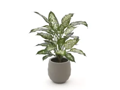 Designplants/Luca Lifestyle Dieffenbachia Kunstpflanze (h:60 cm) mit Bordo Balloon Blumentopf