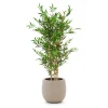 Designplants/Luca Lifestyle Japanischer Bambus Kunstpflanze (h:120 cm) mit Terreno Balloon Blumentopf