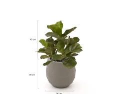 Designplants/Luca Lifestyle Lyrata Kunstpflanze (h:45 cm) mit Bordo Balloon Blumentopf