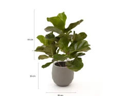 Designplants/Luca Lifestyle Lyrata Kunstpflanze (h:45 cm) mit Bordo Balloon Blumentopf