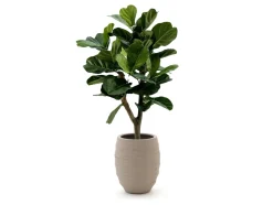 Designplants/Luca Lifestyle Lyrata Y Kunstbaum (h:130 cm) mit Bordo Tall Balloon Blumentopf