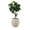 Designplants/Luca Lifestyle Lyrata Y Kunstbaum (h:170 cm) mit Bordo Tall Balloon Blumentopf
