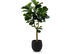 Designplants/Luca Lifestyle Lyrata Y Kunstbaum (h:170 cm) mit Grigio Balloon Blumentopf