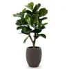 Designplants/Luca Lifestyle Lyrata Y Kunstbaum (h:130 cm) mit Terreno Tall Balloon Blumentopf