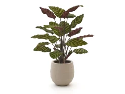 Designplants/Luca Lifestyle Red Calathea Makoyana Kunstpflanze (h:60 cm) mit Bordo Balloon Blumentopf
