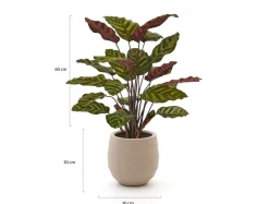 Designplants/Luca Lifestyle Red Calathea Makoyana Kunstpflanze (h:60 cm) mit Bordo Balloon Blumentopf