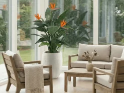 Designplants/Luca Lifestyle Strelitzia Kunstpflanze (h:145 cm) mit Grigio Tall Balloon Blumentopf
