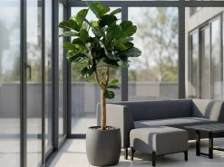 Designplants Lyrata Y Kunstbaum (h: 220 cm)